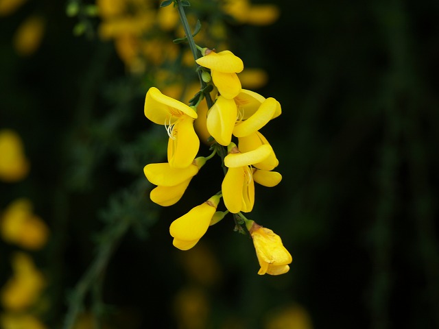 黄色いエニシダの花 自然風の自然風だより 黄色いエニシダの花 自然風の自然風だより