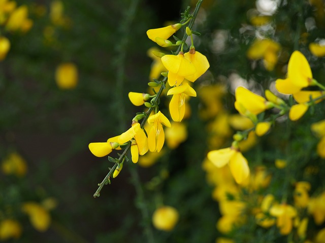 d0054276_19321330.jpg