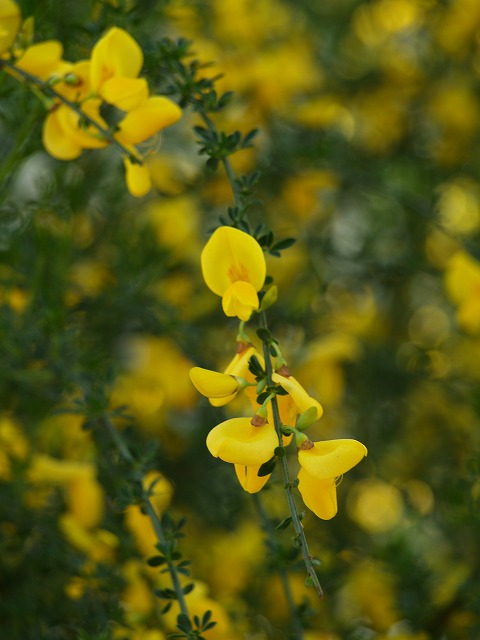 d0054276_19322100.jpg