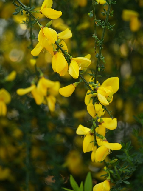 d0054276_19322533.jpg