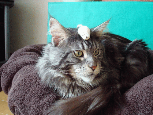 a0135577_1332760.gif