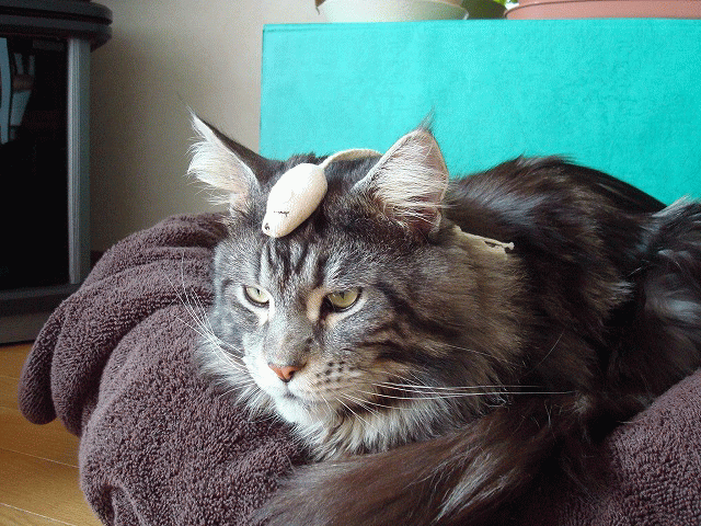 a0135577_13344449.gif