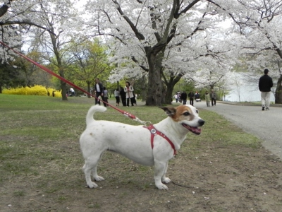 ■ 5月19日（木） お花見写真を放出Ⅳ_d0046778_21135662.jpg