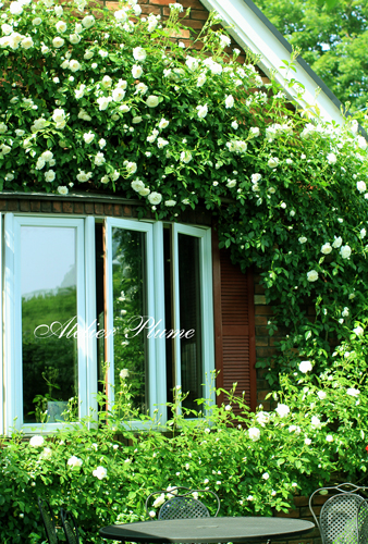 Le Jardin Secret~秘密の花園~_e0154202_2012325.jpg