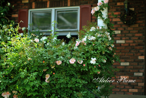 Le Jardin Secret~秘密の花園~_e0154202_209762.jpg