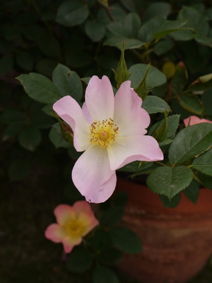 e0163202_2103829.jpg