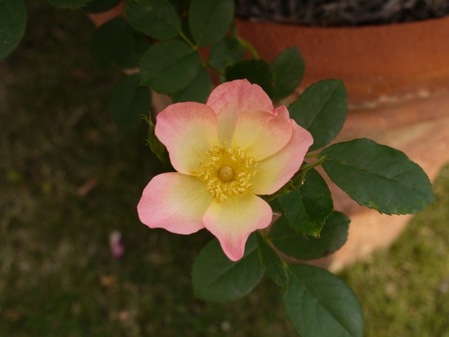 e0163202_210613.jpg