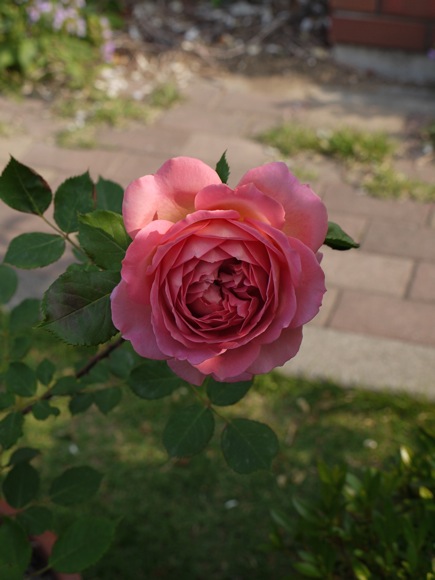 e0163202_21111131.jpg