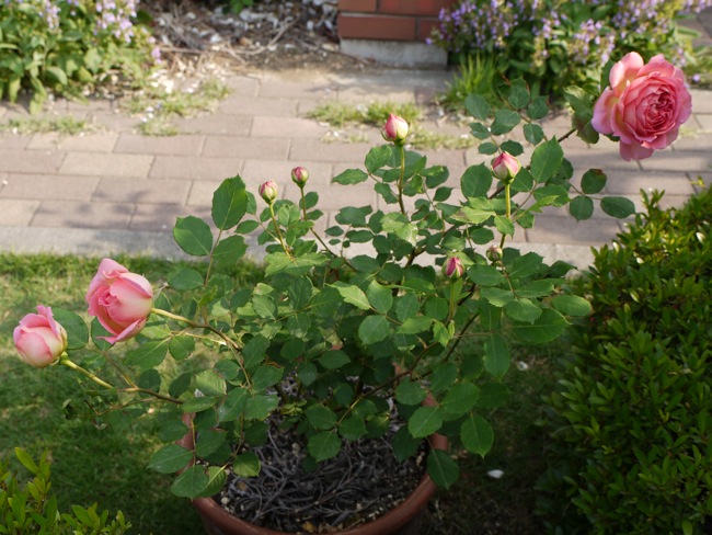 e0163202_2112962.jpg