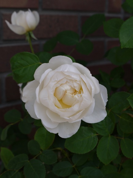 e0163202_21212247.jpg