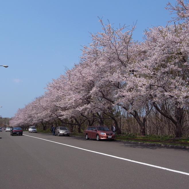 厚田(石狩市）の桜・・・_a0100204_12415525.jpg