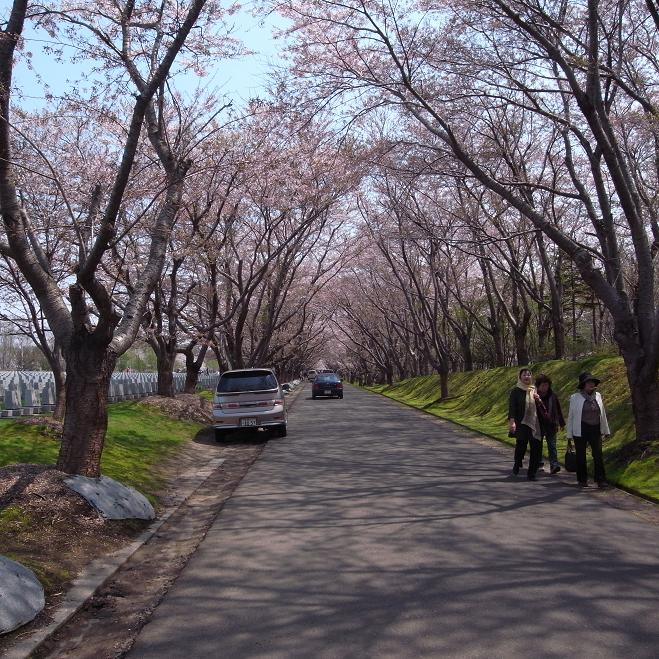 厚田(石狩市）の桜・・・_a0100204_12441047.jpg