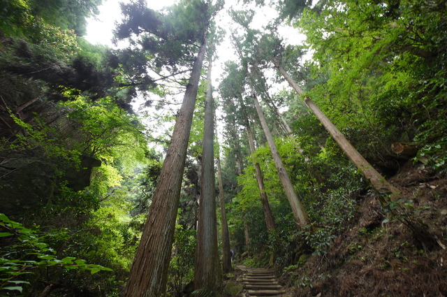 大和葛城山　ツツジ満開_e0214805_20385974.jpg