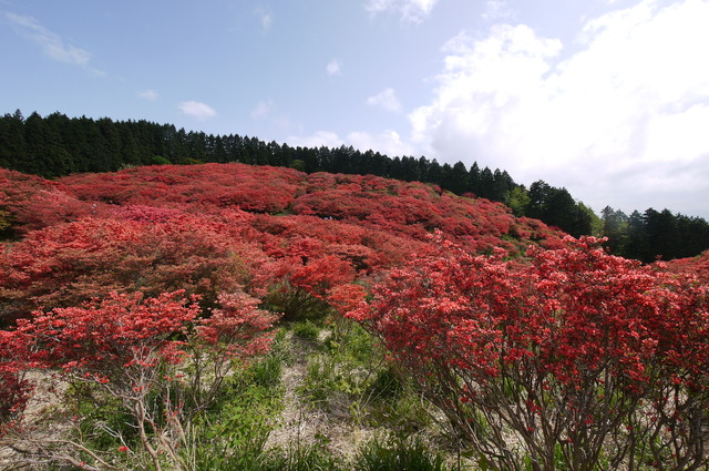 大和葛城山　ツツジ満開_e0214805_20411620.jpg