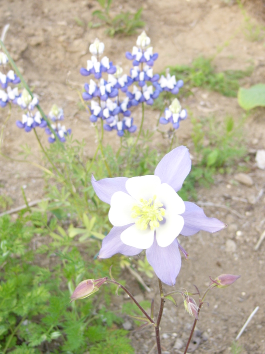 田植え＆ギリアレプタンサの開花_d0183417_21205814.jpg