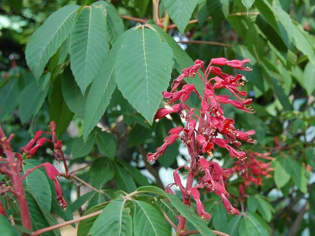 赤花栃の木（アカバナトチノキ） : めずらしい花