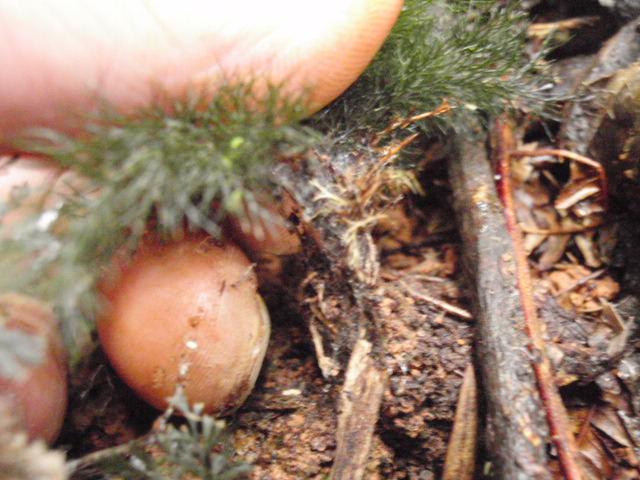 202305Abrodictyum pluma(仮) : コケシノブログ‐苔忍録‐