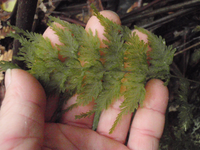 Abrodictyum flavofuscum (bwa)_d0187020_2192096.jpg