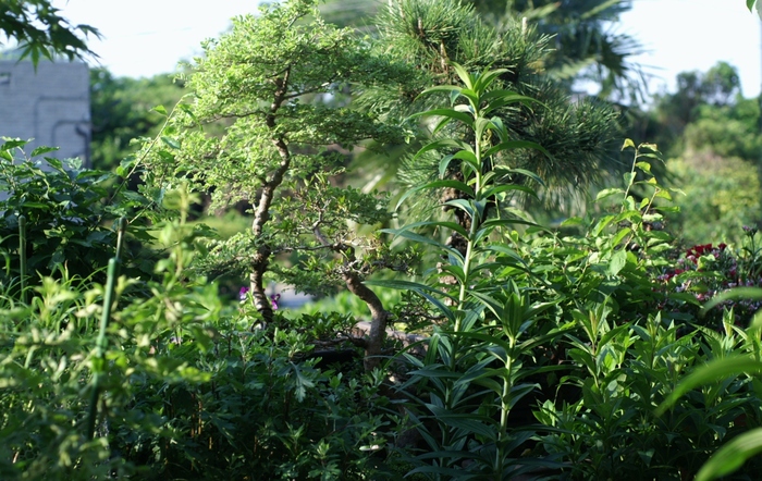 【我が家のプランター園芸】玄関先のお花と庭の草花／果樹などです。_b0033423_1421940.jpg