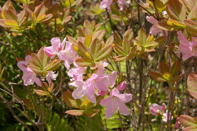 e0136424_12583014.jpg