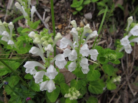 e0202031_15271523.jpg