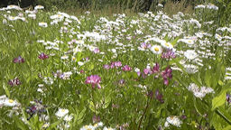 f0161535_2335658.jpg