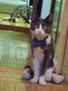 猫のお友だち 珊瑚ちゃん祿太くん編。_a0143140_22314583.jpg