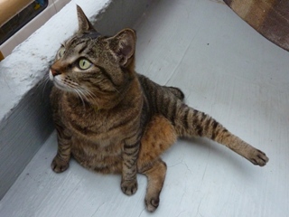 猫のお友だち 珊瑚ちゃん祿太くん編。_a0143140_22331574.jpg