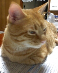 こばんねこ_e0172341_15293697.jpg