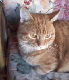 こばんねこ_e0172341_15302312.jpg