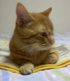 こばんねこ_e0172341_1531145.jpg