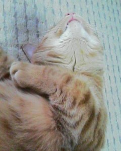 こばんねこ_e0172341_1537942.jpg