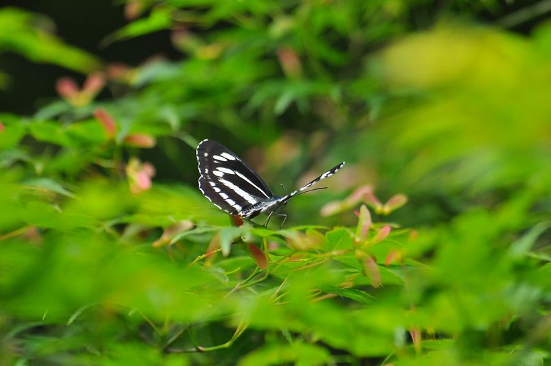 5月21日(晴れ時々くもり)タイトル:三筋蝶_f0105542_1535319.jpg