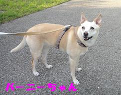 古いお散歩友達に再会♪_e0195743_15572935.jpg