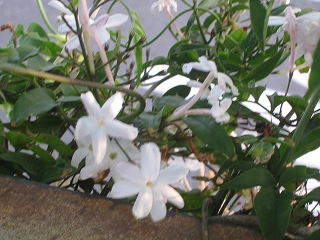 e0228147_1123462.jpg