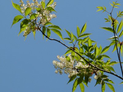 アオダモの花_f0019247_23571670.jpg