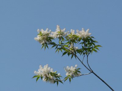アオダモの花_f0019247_23574993.jpg