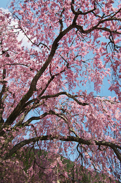 常照皇寺門前のしだれ桜_f0155048_9331476.jpg