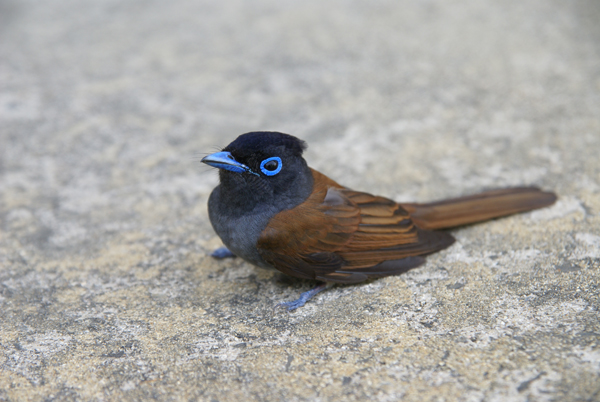 f0214649_59591.jpg