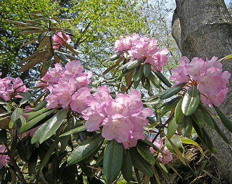 5月21日　白根神社のシャクナゲ_a0001354_230298.jpg