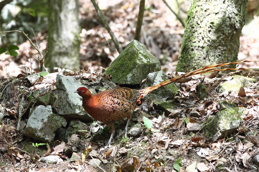 ウスアカヤマドリ（亜種）_f0132959_21253562.jpg