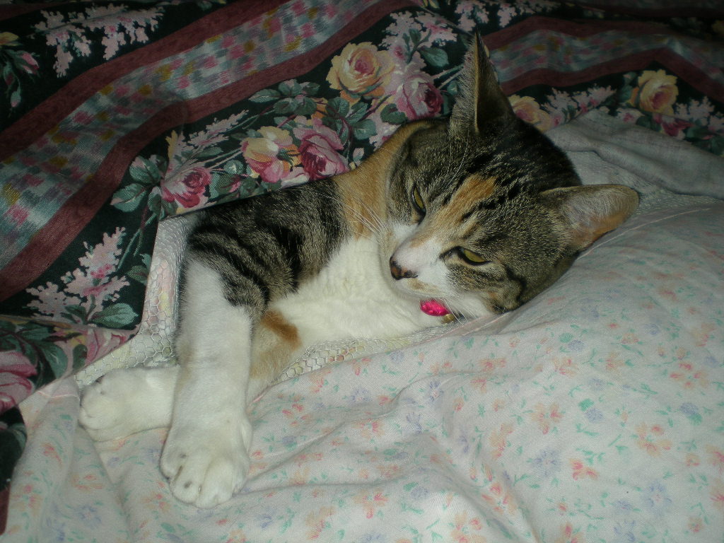 2011年5月21日(土)こころちゃん、謹慎中!_f0060461_14373025.jpg