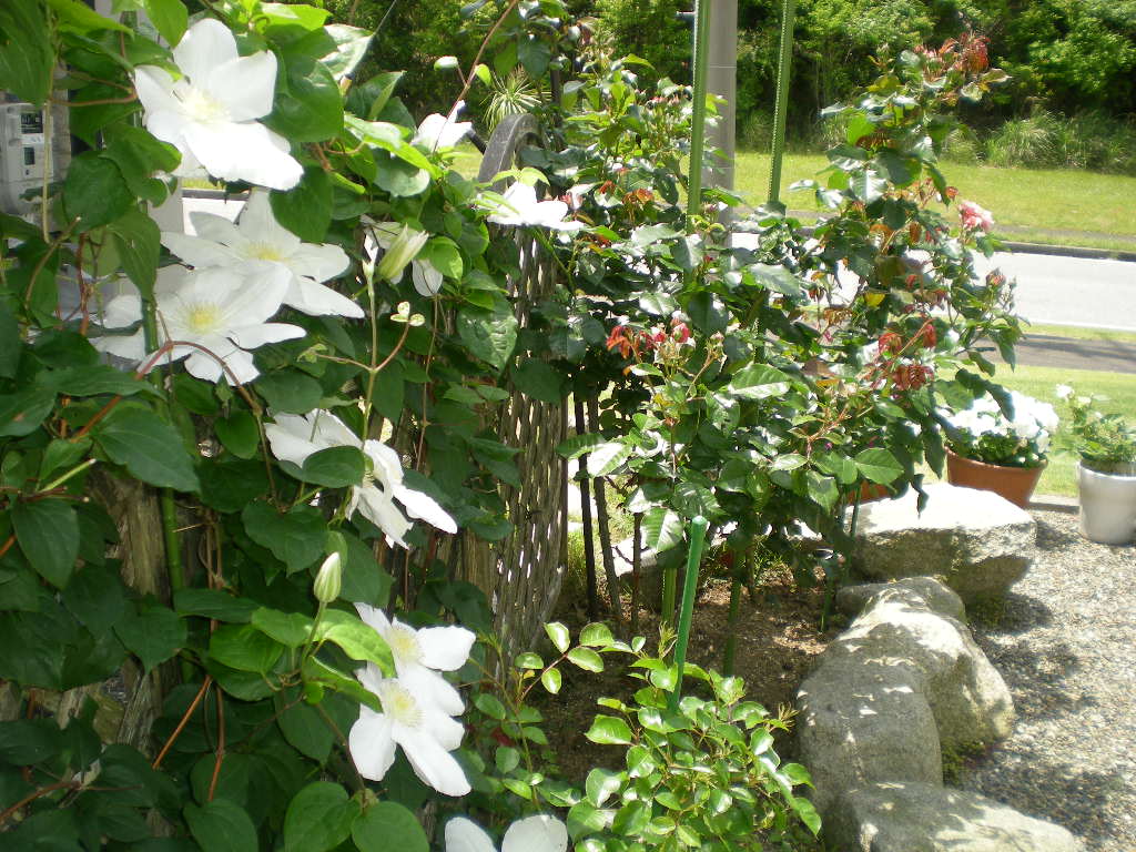 2011年5月21日(土)こころちゃん、謹慎中!_f0060461_14471254.jpg