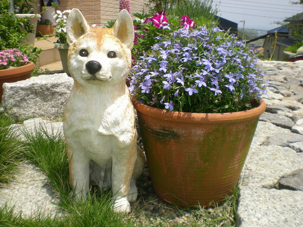 2011年5月21日(土)こころちゃん、謹慎中!_f0060461_14514712.jpg