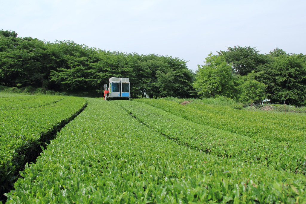 　　茶摘を見物する_f0129465_5261589.jpg