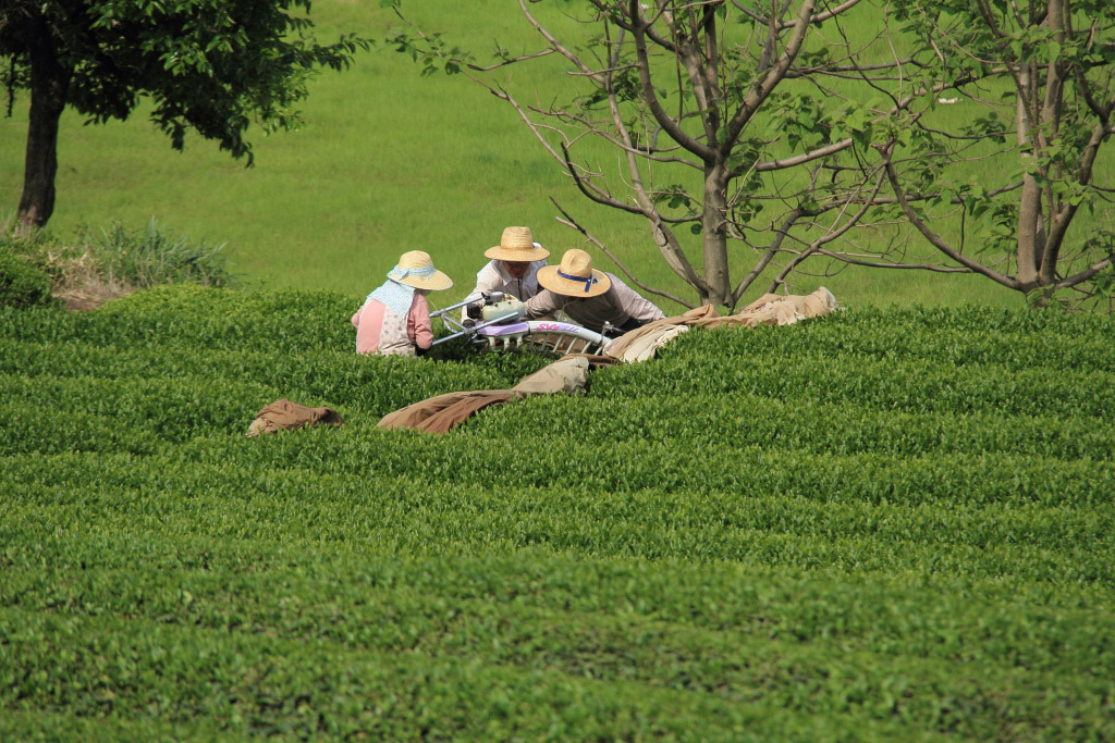 　　茶摘を見物する_f0129465_5293651.jpg