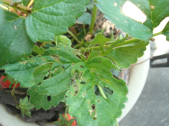 Inchworm Raid Alarm!/ シャクトリムシ襲来_a0186568_17323777.jpg