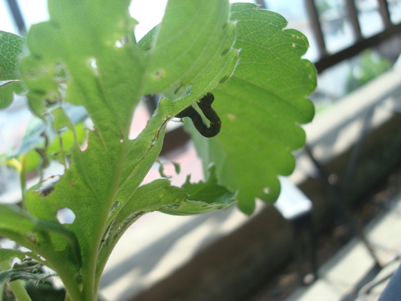 Inchworm Raid Alarm!/ シャクトリムシ襲来_a0186568_17325360.jpg