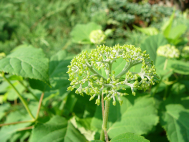 c0040472_20242251.jpg