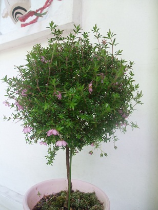 花の名_d0230676_1814158.jpg